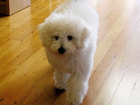 Simply the Best Floor Sanders owner's dog walk on the floor